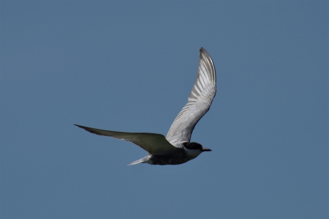 Whiskered Tern — Ana fotoğraf